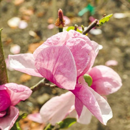 Magnolia Pink Delight - Magnolie ( Tulipantræ )
