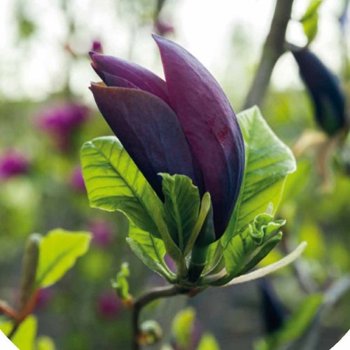 Magnolia Black Beauty - Magnolie ( Tulipantræ )