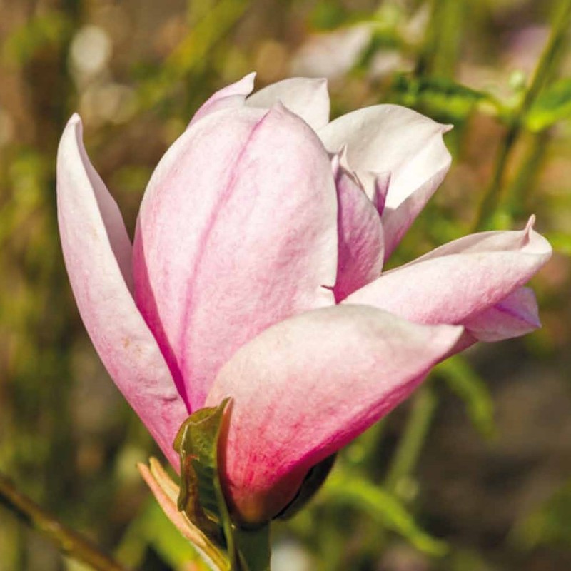 Magnolia soulangiana Heaven Scent - Magnolie ( Tulipantræ )