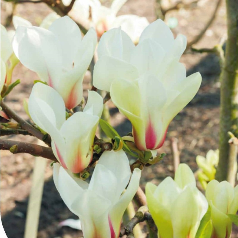 Magnolia Sunrise - Magnolie ( Tulipantræ )