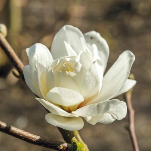 Magnolia loebneri Wildcat - Magnolie ( Tulipantræ )
