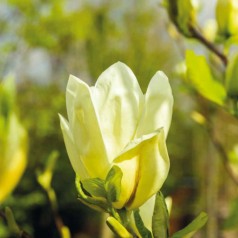 Magnolia acuminata Yellow Bird - Magnolie ( Tulipantræ )
