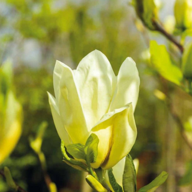 Magnolia acuminata Yellow Bird - Magnolie ( Tulipantræ ) Magnolia acuminata Yellow Bird - Magnolie ( Tulipantræ )