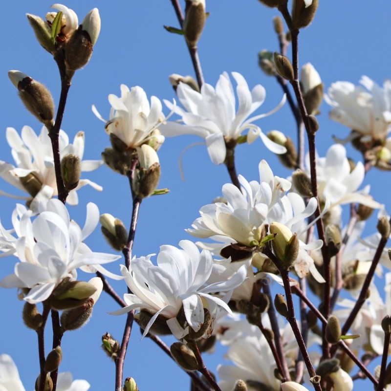 Magnolia China Town - Magnolie ( Tulipantræ ) Magnolia China Town - Magnolie ( Tulipantræ )