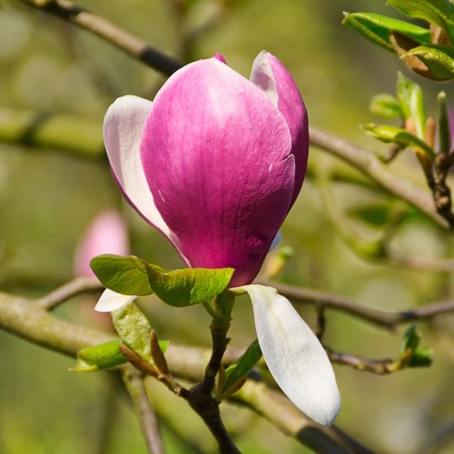 Magnolia Joe McDaniel - Magnolie ( Tulipantræ )