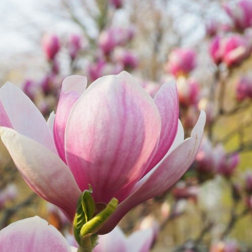 Magnolia Ann's Delight - Magnolie ( Tulipantræ )
