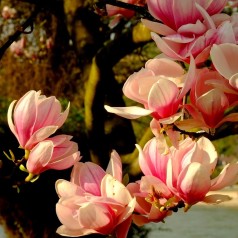 Magnolia Flamingo - Magnolie ( Tulipantræ )