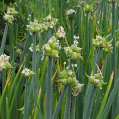 Allium cepa var. viviparum - Etageløg