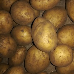 Ballerina Læggekartofler - 2 Kg.