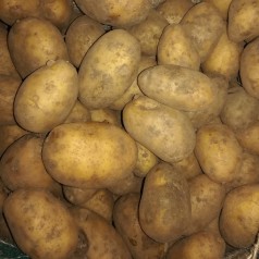 Økologiske Læggekartofler Bellinda -- 25 Kg.