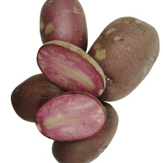 Lily Rose Læggekartofler - 2 Kg.