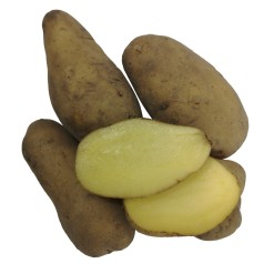 Linzer Delikatesse Læggekartofler - 2 Kg.