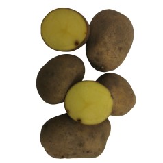 Marabel Læggekartoffel –- 10 Kg.