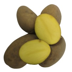Santera Læggekartofler - 2 Kg.