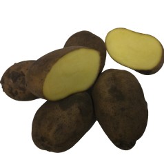 Sava Læggekartofler -- 10 Kg.