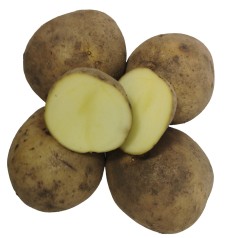 Økologiske Læggekartofler Solist - 2 Kg.