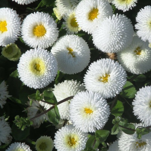 Bellis perennis Planet White / Tusindfryd