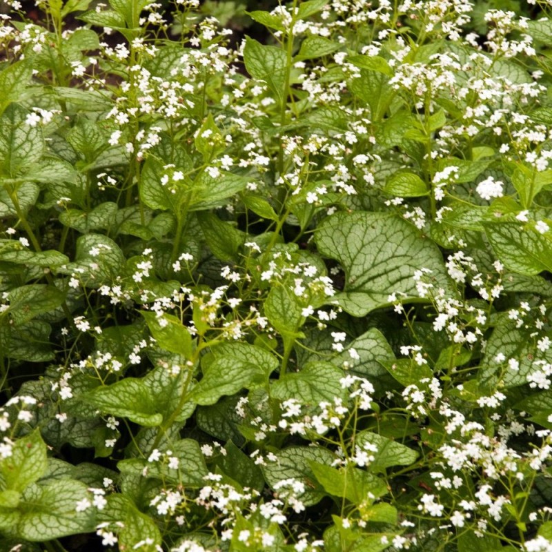 Brunnera macrophylla Mr. Morse / Kærmindesøster