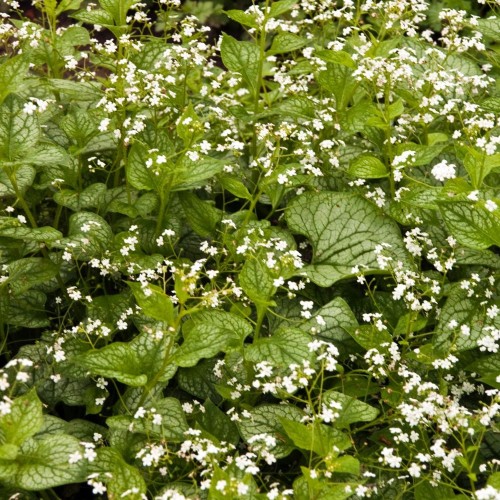 Brunnera macrophylla Mr. Morse / Kærmindesøster