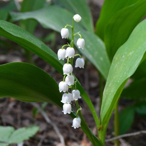 Convallaria majalis / Liljekonval