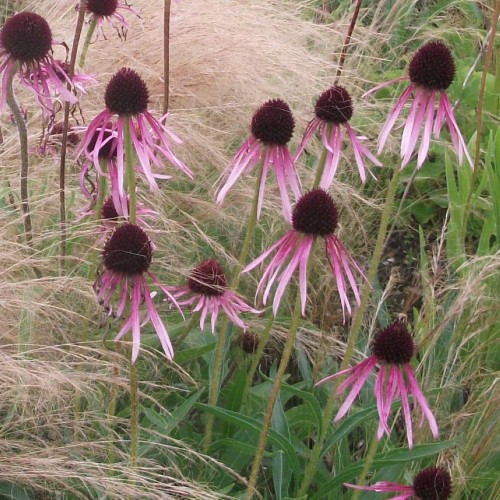 Echinacea pallida / Solhat