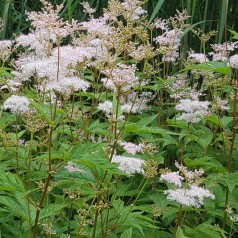 Filipendula purpurea Elegans - Mjødurt