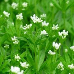 Galium odoratum / Skovmærke