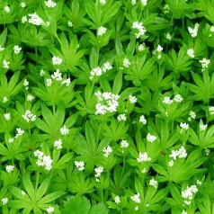 Galium odoratum / Skovmærke