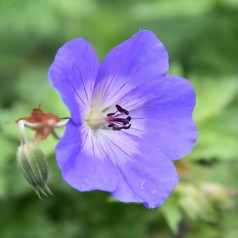 Geranium himalayense Johnsons Blue / Storkenæb