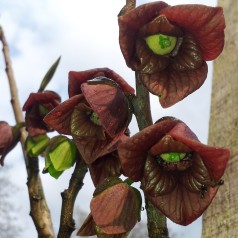 Indianer bananer Overleese / Asimina triloba / Paw Paw