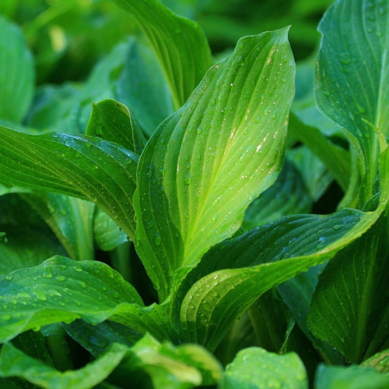 Hosta clausa / Funkia