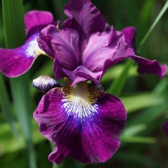Iris germanica Imperator / Iris