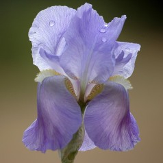 Iris germanica Jane Philips / Iris