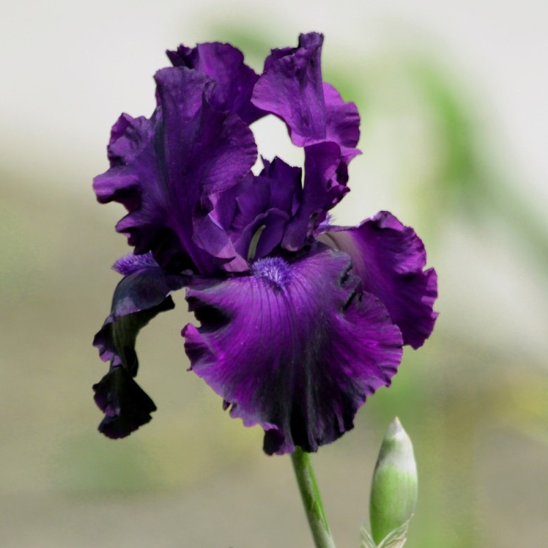 Iris germanica Sable / Iris