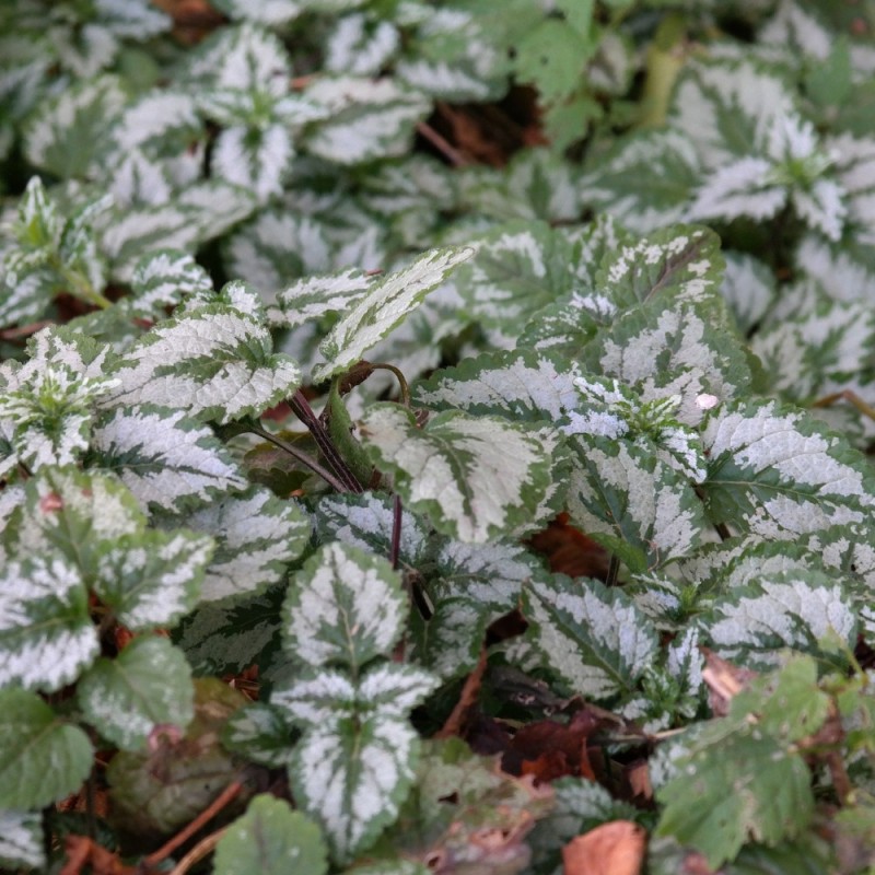 Lamium maculatum Red Nancy / Plette Tvetand