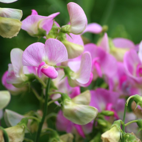 Lathyrus latifolius Rosa Perle / Flerårig Ærteblomst