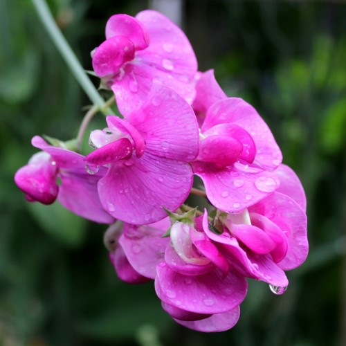 Lathyrus latifolius Rote Perle / Flerårig Ærteblomst