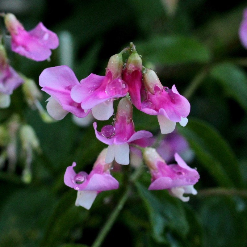 Lathyrus vernus Rosenelfe / Vår-Fladbælg