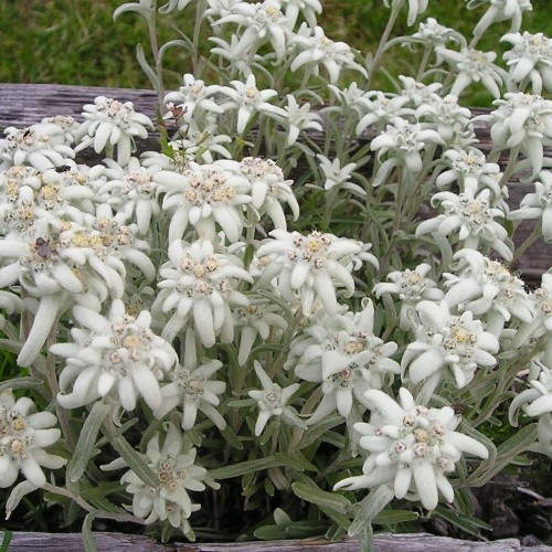 Leontopodium alpinum Mont Blanc / Ægte Edelweiss
