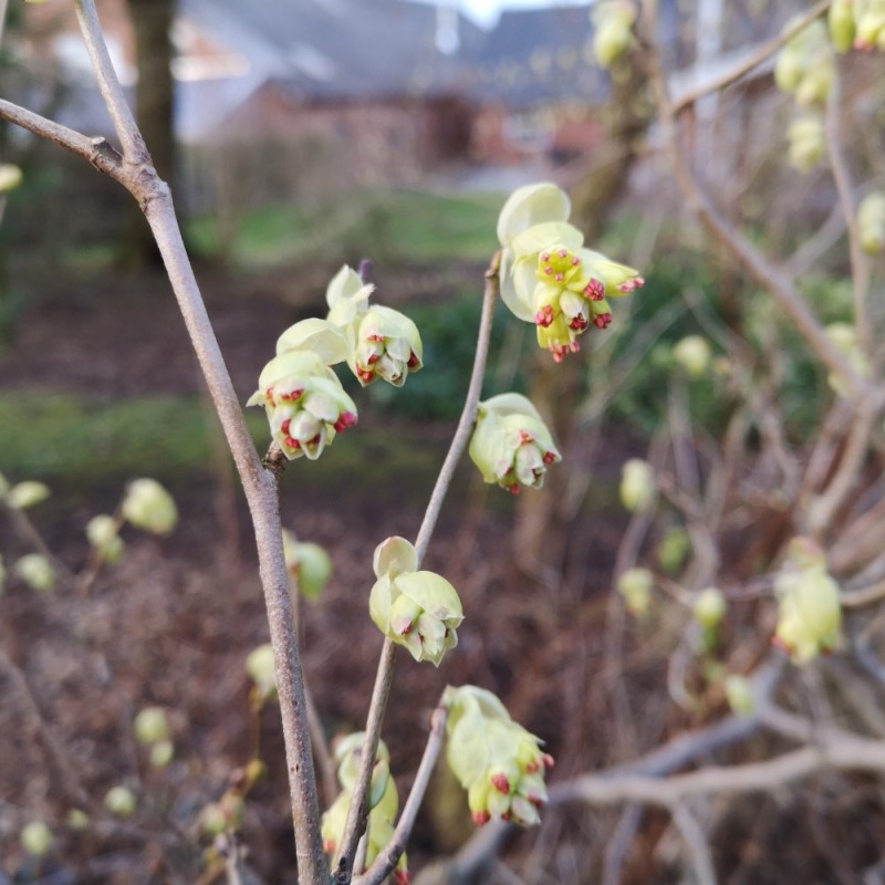 Corylopsis spicata - Hasselbror