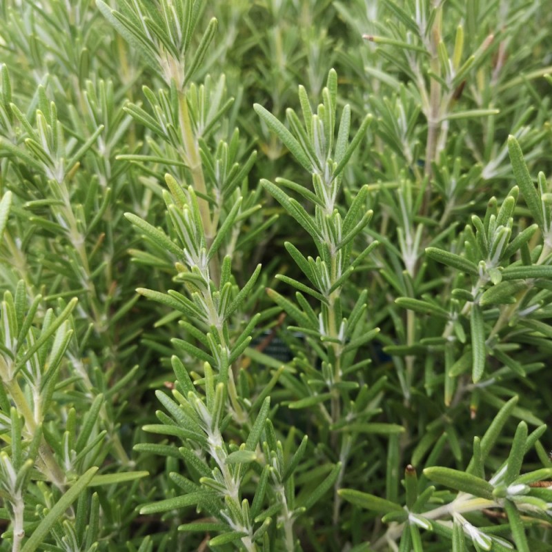 Rosmarinus officinalis Blue Winter / Rosmarin Rosmarinus officinalis Blue Winter / Rosmarin