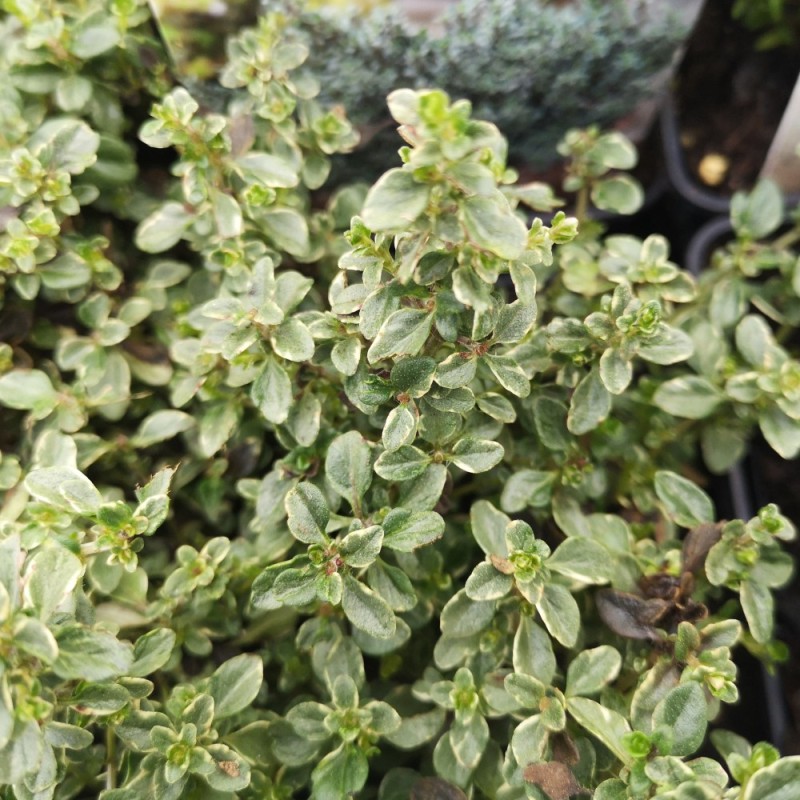 Thymus citriodorus Silver Queen / Citrontimian Thymus citriodorus Silver Queen / Citrontimian