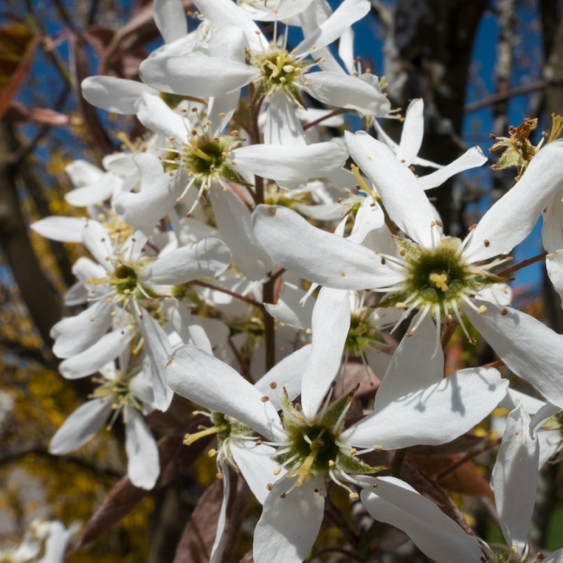 Amelanchier canadensis Rainbow Pillar - Søjle Bærmispel