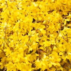 Forsythia intermedia Mikador - Vårguld