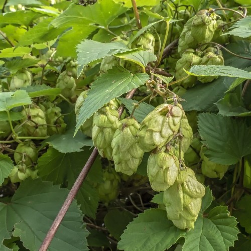 Humulus lupulus Herkules - Humle - Hun plante