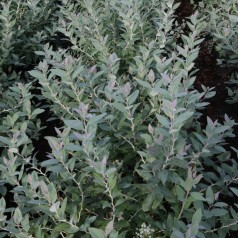 Zenobia pulverulenta Blue Sky