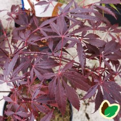 Acer palmatum Black Lace - Japansk Løn - Japansk Ahorn