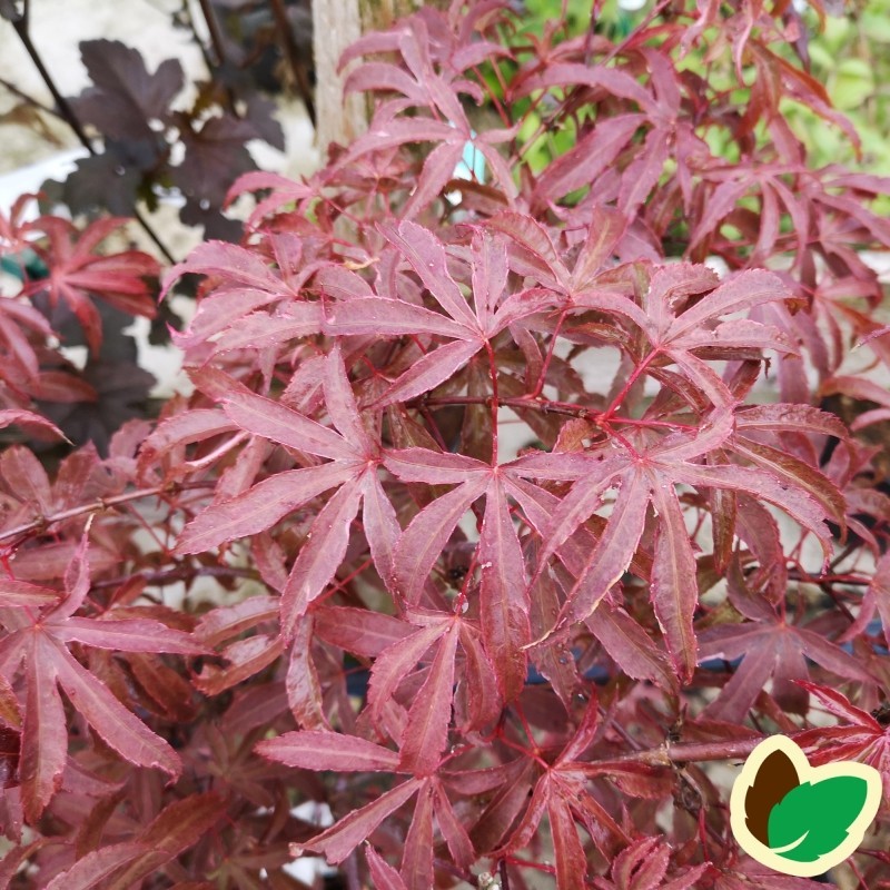 Acer palmatum Shirazz - Japansk Løn - Japansk Ahorn