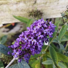 Buddleja davidii Free Petite Blue Heaven