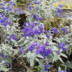 Caryopteris clandonensis Dark Knight / Blåskæg
